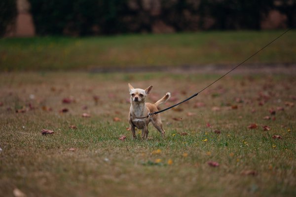 Steigerung der Energieeffizienz: Innovative Verglasungstechnologien zur Senkung der Heizkosten in Passivhäusern